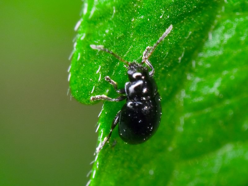 Hermaeophaga mercurialis (Fabricius, 1792)